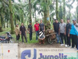 Tim PAM dan BKO Regional Kebun Gunung Pamela Berhasil Tangkap Panen Liar Di Afd V Kebun Gunung Pamela