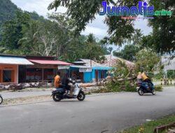Pohon Berukuran Besar Tumbang Menutup Separuh Badan Jalan