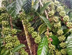 Cara Unik Berkebun Kopi Tumpang Sari Tanpa Merusak Hutan