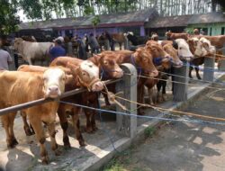 Distan Agara Pastikan 882 Hewan Kurban Sehat Semua, Anggota Komisi B DPRK Fraksi Golkar Angkat Bicara