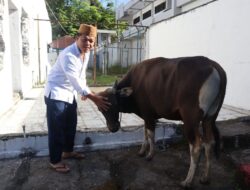 Perayaan Hari Raya Idul Adha 1445 Hijriah, Lapas Manado Sembelih 5 Ekor Sapi Qurban