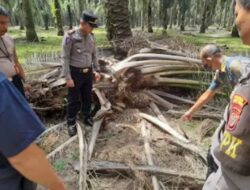 Polres Tebing Tinggi Selidiki Kematian Ramadi Saat Ditemukan Meninggal Di Areal Perkebunan Kebun Monako