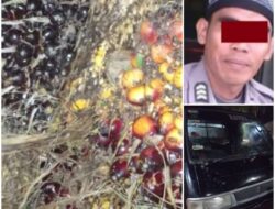 Wah Gawat ni !!! Oknum Polisi Di Rohul Ditangkap Warga, Diduga Mencuri Sawit