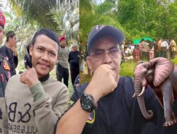 Gajah Liar Tewaskan Warga Di Talang Kadir, Rustam Desak BKSDA Lebih Proaktif