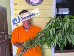 Polres Taput Temukan 15 Batang Pohon Ganja Di Tanam Di Kebun, Pemiliknya Berhasil Di Tangkap