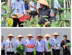 Bukti Nyata Dukung Program Ketahanan Pangan, Rutan Tarutung Kembali Panen Sayur