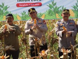 Kapolres Kepahiang Melaksanakan Panen Raya Jagung Kuartal II Di Mako Polsek Bermani Ilir: Polri Dukung Ketahanan Pangan Nasional