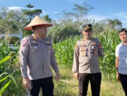 Pastikan Program Ketahanan Pangan Berjalan Lancar Kapolres Kaur Selalu Turun Cek Langsung Ke Lokasi Penanaman Lahan Jagung