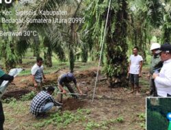 PKS TSP Silau Padang Dukung Petani Sawit Tingkatkan Produksi Melalui Pupuk Limbah Cair