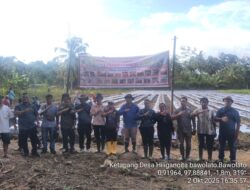 Ketua TPK Melaksanakan Penanaman Perdana Cabe Di Desa Hiliganoita
