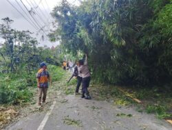 Gerak Cepat Polsek Balige Bersama BNPB Dan Warga Bersihkan Jalan Raya Dari Pohon Tumbang