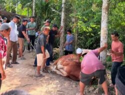 Pastikan Daging Aman Dikonsumsi, Pemkab Humbang Hasundutan Kawal Ketat Pemotongan Hewan Kurban Idul Adha 1447 H