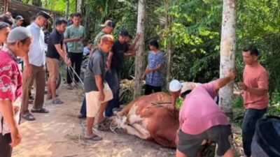 Pastikan Daging Aman Dikonsumsi, Pemkab Humbang Hasundutan Kawal Ketat Pemotongan Hewan Kurban Idul Adha 1447 H