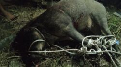 Babi Hutan Mengamuk Di Permukiman Warga Tanjung Beringin, Seruduk Penghuni Rumah Hingga Terluka