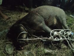 Babi Hutan Mengamuk Di Permukiman Warga Tanjung Beringin, Seruduk Penghuni Rumah Hingga Terluka
