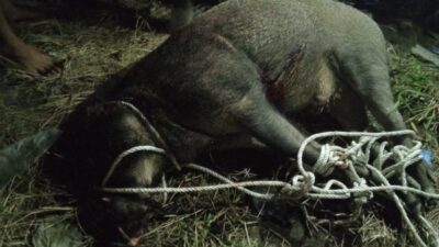 Babi Hutan Mengamuk Di Permukiman Warga Tanjung Beringin, Seruduk Penghuni Rumah Hingga Terluka